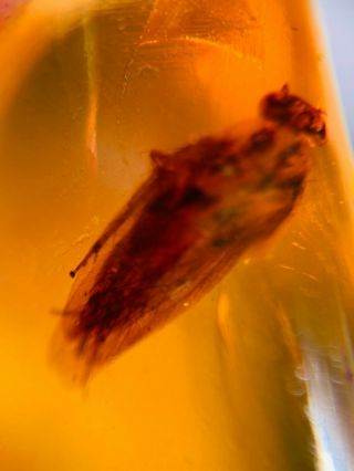 Blattaria adult roach Burmite Myanmar Burmese Amber insect fossil dinosaur age 2