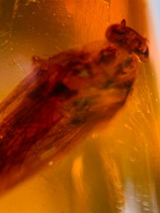 Blattaria adult roach Burmite Myanmar Burmese Amber insect fossil dinosaur age 3