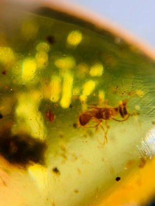 wasp bee&spider Burmite Myanmar Burmese Amber insect fossil dinosaur age 2