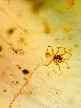 wasp bee&spider Burmite Myanmar Burmese Amber insect fossil dinosaur age 3