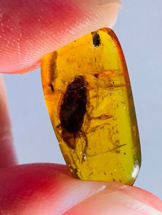 0.  9g Adult Cockroach Burmite Myanmar Burmese Amber Insect Fossil Dinosaur Age