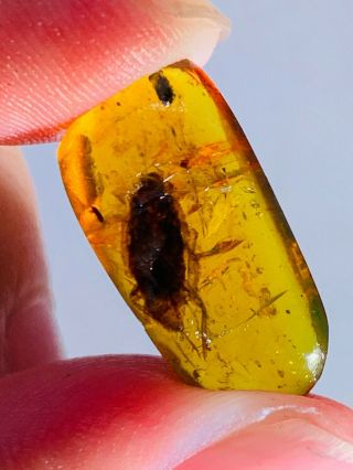 0.  9g adult cockroach Burmite Myanmar Burmese Amber insect fossil dinosaur age 2