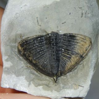 Glyptambon Verrucosus Trilobite Pygidium Waldron Shale Indiana