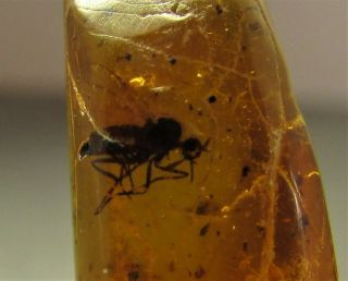 Baltic Amber,  Fossil Insect Inclusion.  (0210) 2