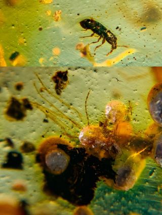 Unknown Bug&beetle&plant Spores Burmite Myanmar Amber Insect Fossil Dinosaur Age