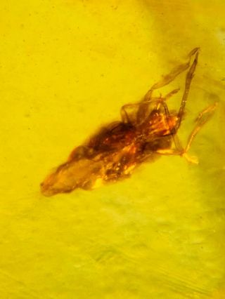 Fulfora candelaria leafhopper Burmite Myanmar Amber insect fossil dinosaur age 2
