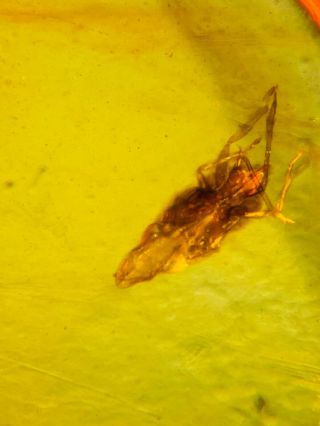 Fulfora candelaria leafhopper Burmite Myanmar Amber insect fossil dinosaur age 3