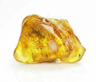 Baltic Amber,  Fossil Inclusion,  Detailed Brachycera,  Fly 2