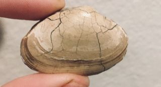 Florida Fossil Bivalve Tellina Plesa Miocene Fossil