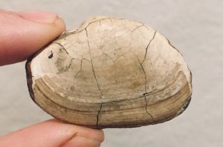 Florida Fossil Bivalve Tellina plesa Miocene Fossil 2
