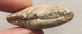 Florida Fossil Bivalve Tellina plesa Miocene Fossil 3