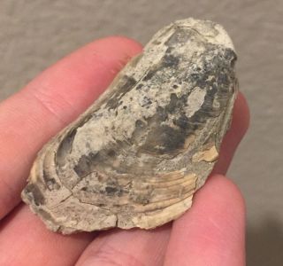 England Fossil Bivalve Modulus Imbricatus Jurassic Fossil Clam Shell