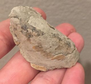 England Fossil Bivalve Modulus imbricatus Jurassic Fossil Clam Shell 2