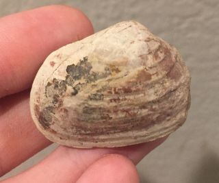 Texas Fossil Bivalve Edmondia Nebrascensis Pennsylvanian Trilobite Age Clam
