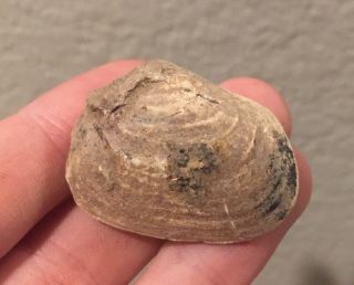 Texas Fossil Bivalve Edmondia nebrascensis Pennsylvanian Trilobite Age Clam 2