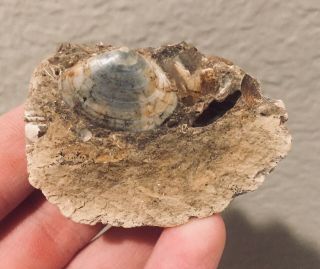 Germany Fossil Bivalve Tellina Postera Oligocene Fossil Clam Shell
