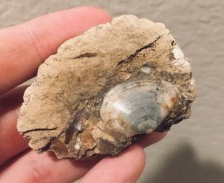 Germany Fossil Bivalve Tellina postera Oligocene Fossil Clam Shell 2