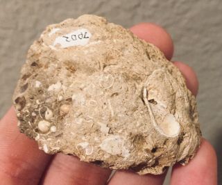 Germany Fossil Bivalve Tellina postera Oligocene Fossil Clam Shell 3