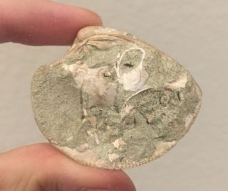 California Fossil Bivalve Chione temblorensis Miocene Megalodon Age 2