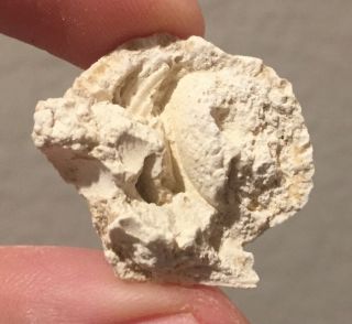 Florida Fossil Bivalve Lyropecten brooksvillensis Oligocene Fossil Sea Shell 2