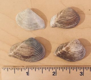England Fossil Bivalve Crassatella Sulcata Eocene Fossil Shells Clams