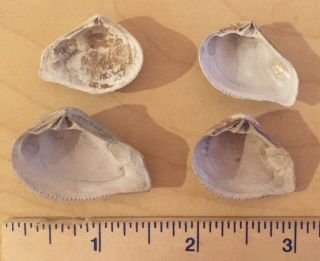 England Fossil Bivalve Crassatella sulcata Eocene Fossil Shells Clams 2