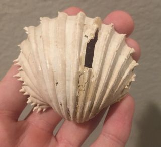 Spain Fossil Bivalve Cardium Hians Pliocene Fossil Has Repairs Sea Shell Clam
