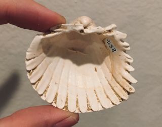 France Fossil Bivalve Cardium merignasensis Miocene Fossil 2