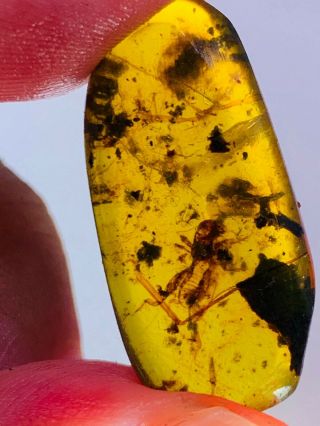 1.  83g Pygmy Sand Cricket Burmite Myanmar Burma Amber Insect Fossil Dinosaur Age