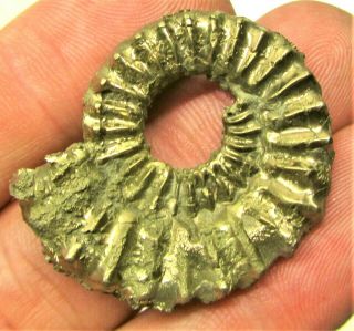 Stunning huge golden Polymorphites 35mm Jurassic pyrite ammonite fossil UK gold 2