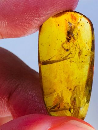 2.  08g unknown big fly Burmite Myanmar Burmese Amber insect fossil dinosaur age 3