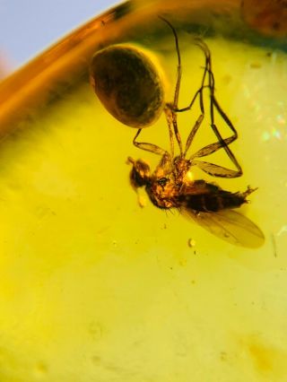 Diptera Dance Fly On Plant Spore Burmite Myanmar Amber Insect Fossil Dinosaur Ag