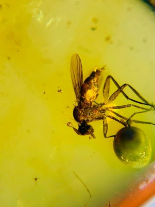 Diptera dance fly on plant spore Burmite Myanmar Amber insect fossil dinosaur ag 2