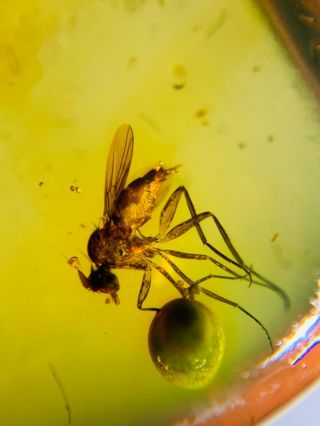 Diptera dance fly on plant spore Burmite Myanmar Amber insect fossil dinosaur ag 3