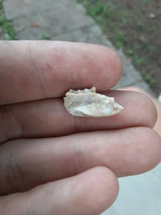 Paleolagus haydeni Mandible Jaw Oligocene South Dakota 2
