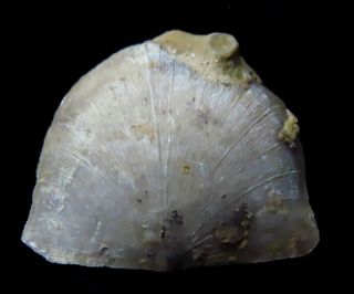 Brachiopod - Rafinesquina Fracta With Bryzoan - Ordovician - Cincinnati,  Ohio