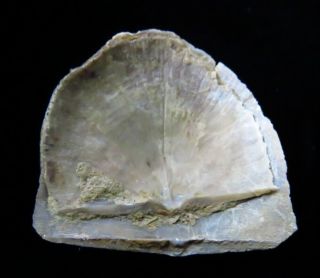 Brachiopod - Rafinesquina fracta with bryzoan - Ordovician - Cincinnati,  Ohio 2