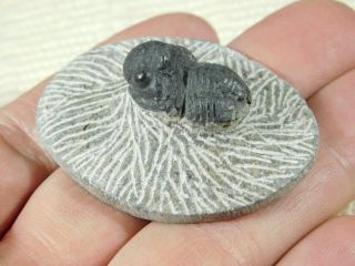 A 100 NATURAL Gerastos Granulosus Trilobite Fossil Morocco 24.  8gr 2