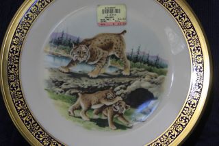 Lenox Woodland Wildlife Plate BOBCATS 1980 Edward Marshall Boehm Studios 1981 2