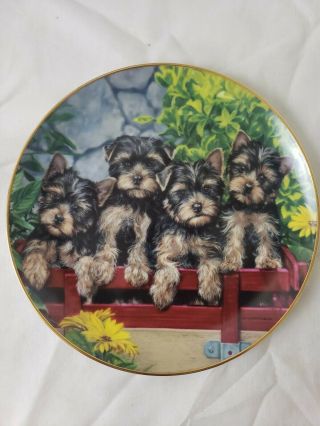 On The Go By Michelle Amatrula " The Yorkie Family " Danbury Euc Numbered