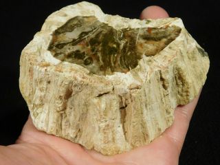 Perfect Bark A 210 Million Year Old Polished Petrified Wood Fossil 396gr