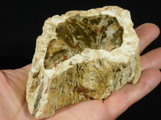 Perfect BARK A 210 Million Year Old Polished Petrified Wood Fossil 396gr 2