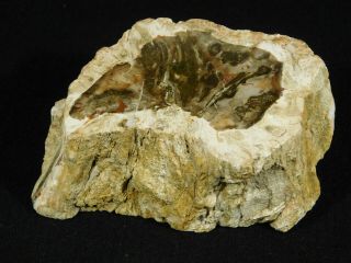 Perfect BARK A 210 Million Year Old Polished Petrified Wood Fossil 396gr 3