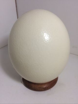 Ostrich Egg On Display Stand 5”