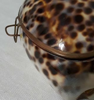 Vintage Tiger Cowrie Sea Shell Trinket Box Hand Set Brass Hinged Felt Lined