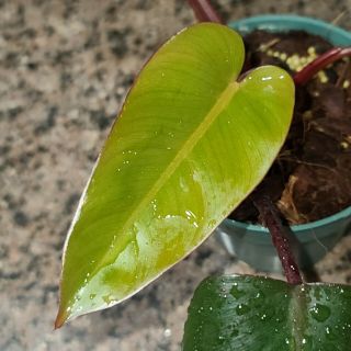 Philodendron Dark Lord ☆ Indoor Grown ☆ Rare Tropical Aroid ☆ Semi Hydro
