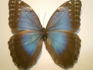 Real Insect/butterfly Set/spread B6724 Rare Dk Blue Morpho Montezuma Peru