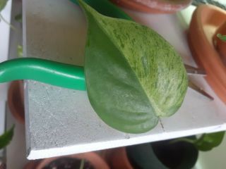 Variegated Heartleaf Philodendron Hederaceum Rare Htf.