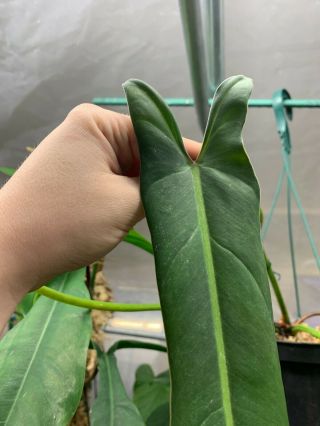 Philodendron spiritus sancti,  extremely rare aroid 2