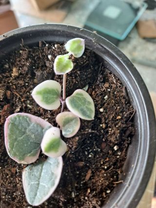 Variegated String Of Hearts Rare Plant 3,  5 Inches Pot Plant Ceropegia Woodii
